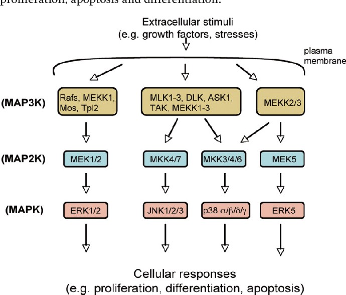 Mammalian MAPK signaling pathways.
